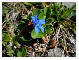 Gentiana nivalis Kebnekaise * Snow Gentian * 3680 x 2760 * (3.37MB)